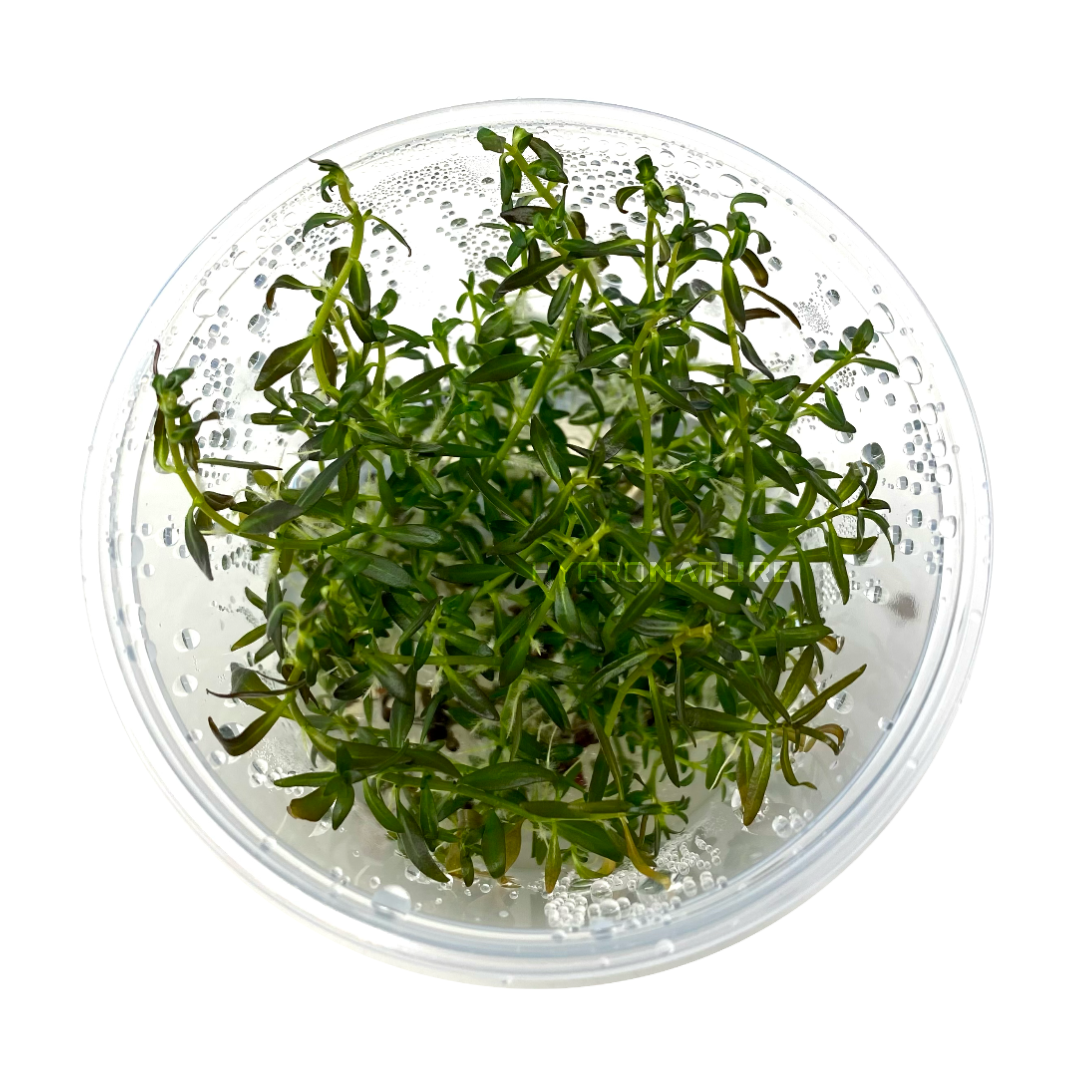 Ludwigia Arcuata Tissue Culture