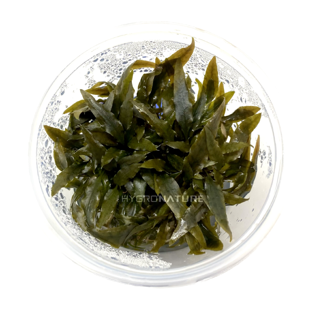Cryptocoryne Beckettii Tissue Culture