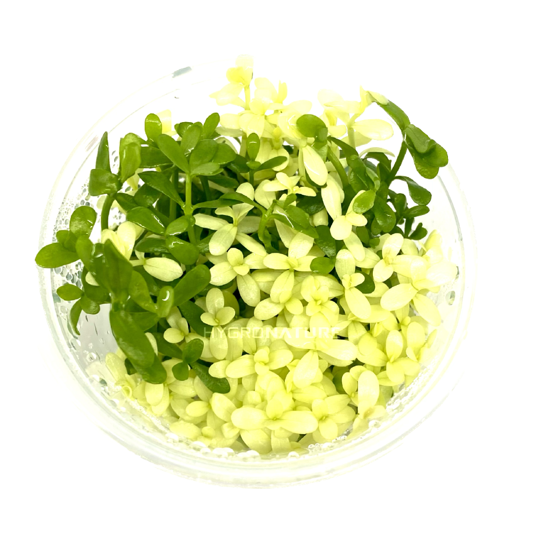 Bacopa Platinum Tissue Culture