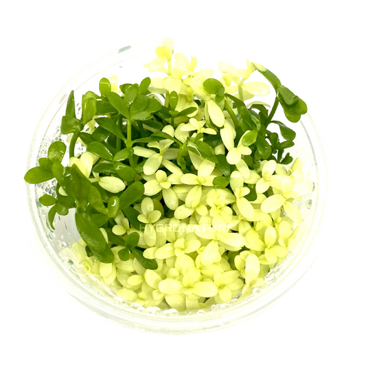 Bacopa Platinum Tissue Culture