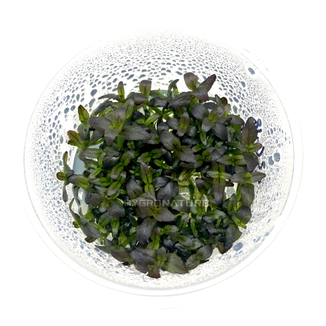 Bacopa Salzmannii SG Purple Tissue Culture