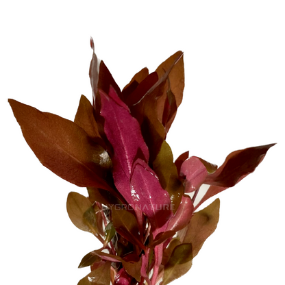 Alternanthera Reineckii Rosaefolia AKA Scarlet Temple Clump (SNAIL FREE)