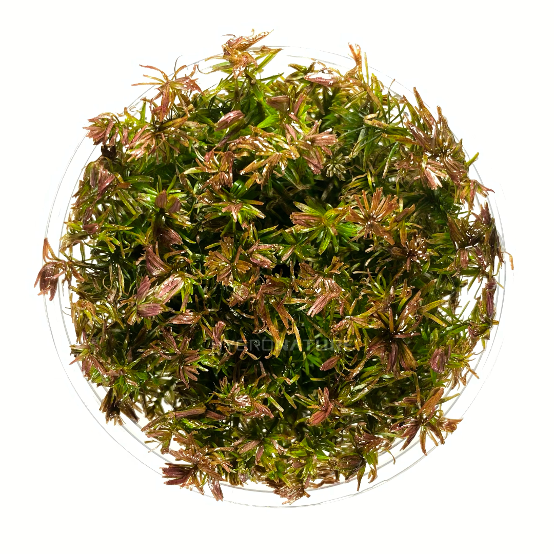 Rotala Wallichii Tissue Culture