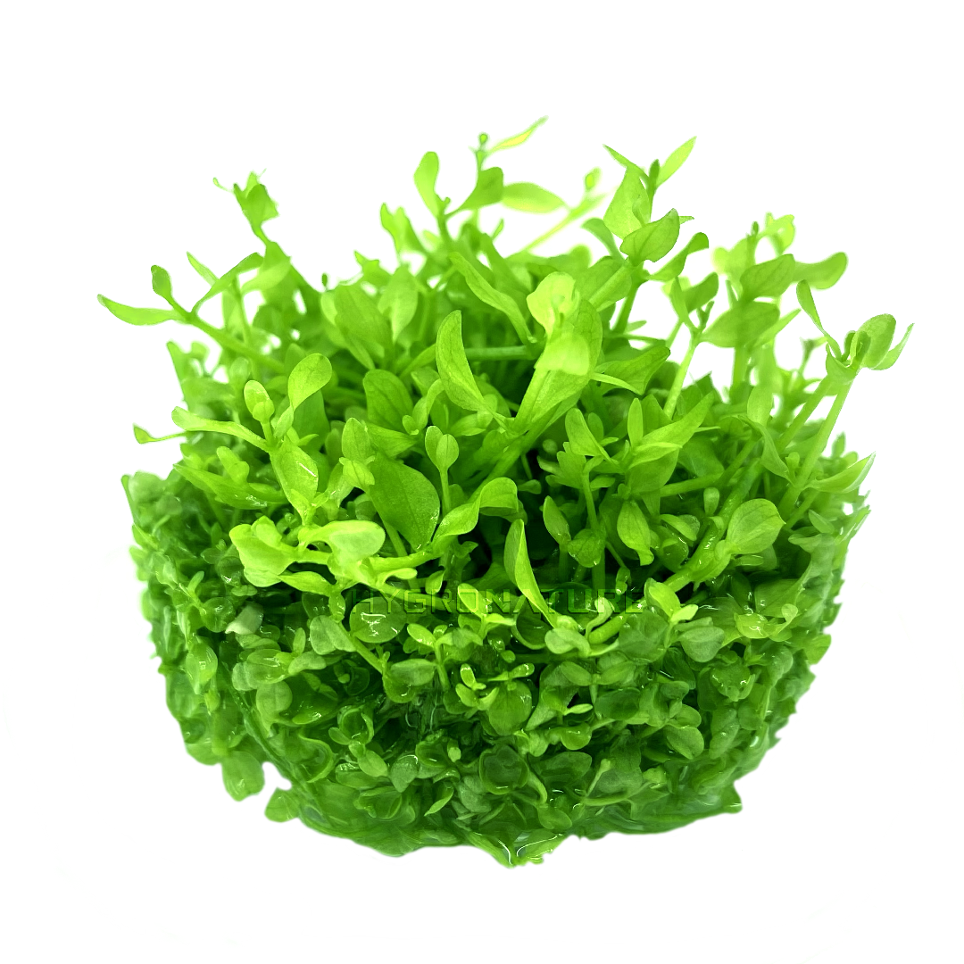 Micranthemum tweediei 'Monte Carlo' Tissue Culture