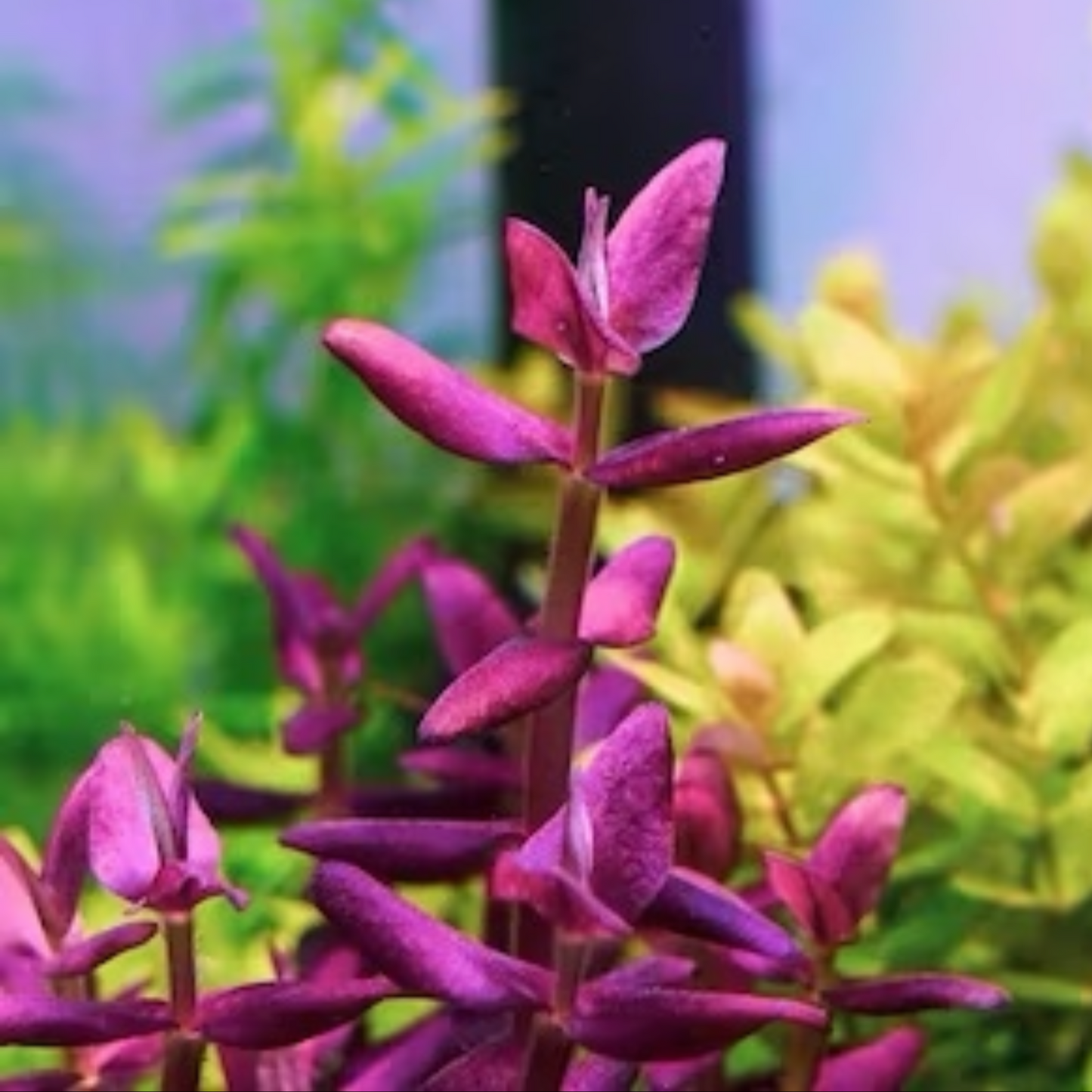 Bacopa salzmannii Deep Purple Fresh Cut