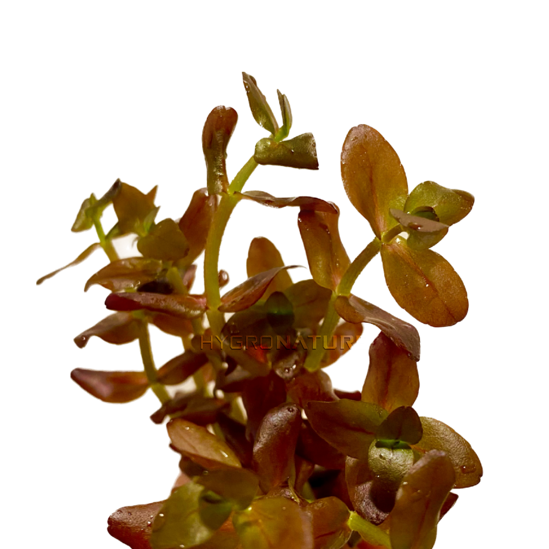 Bacopa salzmannii Deep Purple Fresh Cut