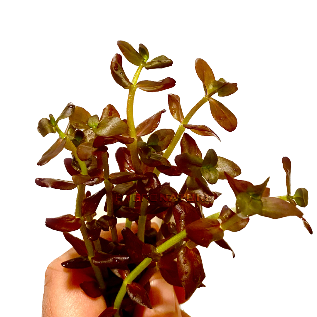 Bacopa salzmannii Deep Purple Fresh Cut