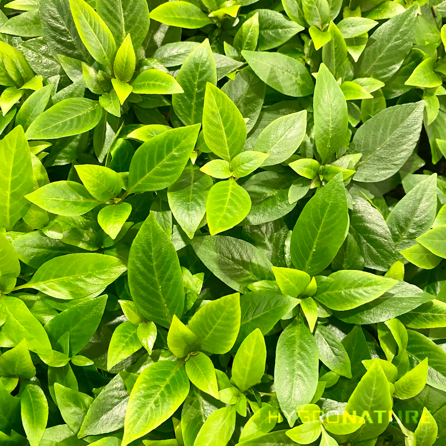 Hygrophila Corymbosa 'Compacta' Tissue Culture