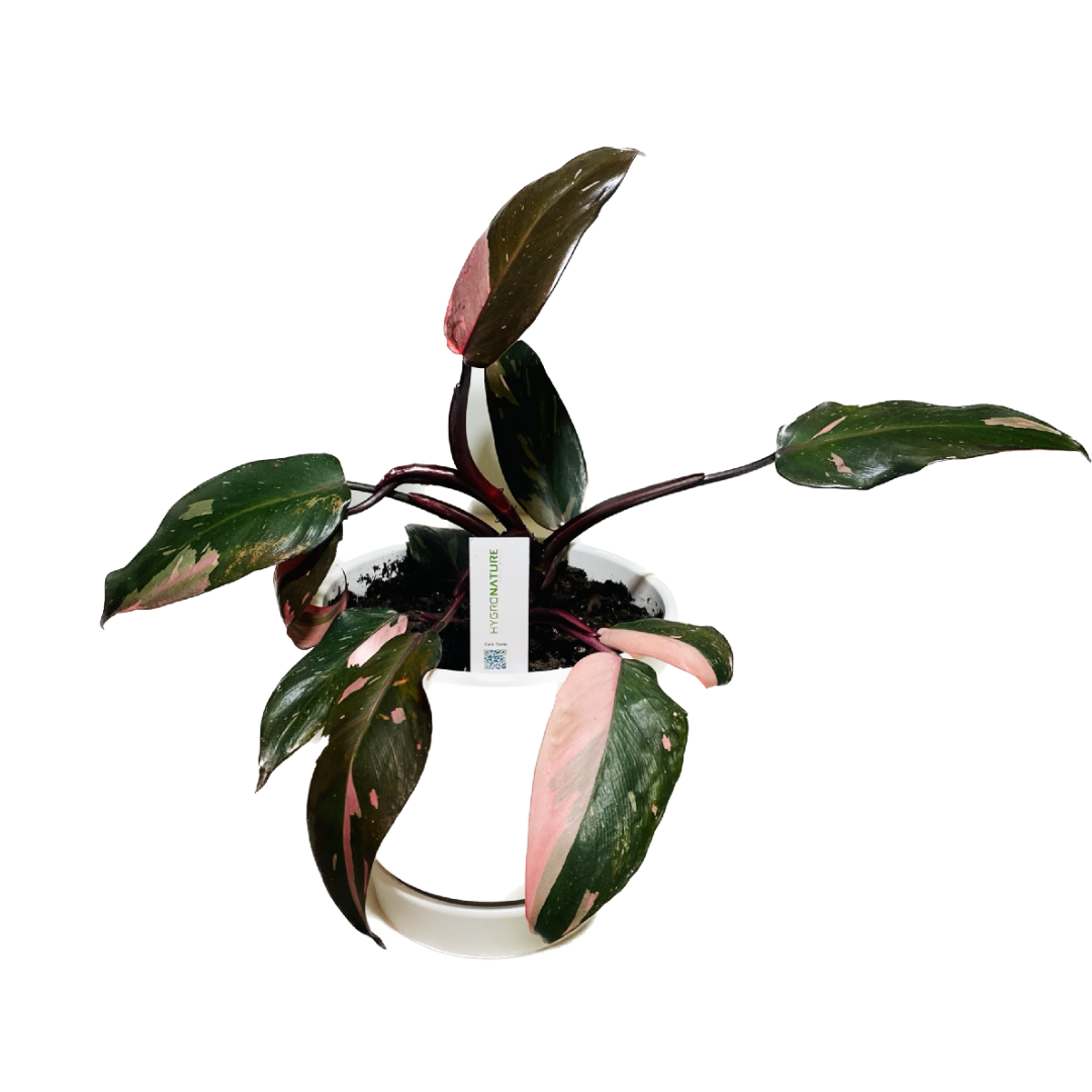philodendron pink princess potting mix Limited Edition