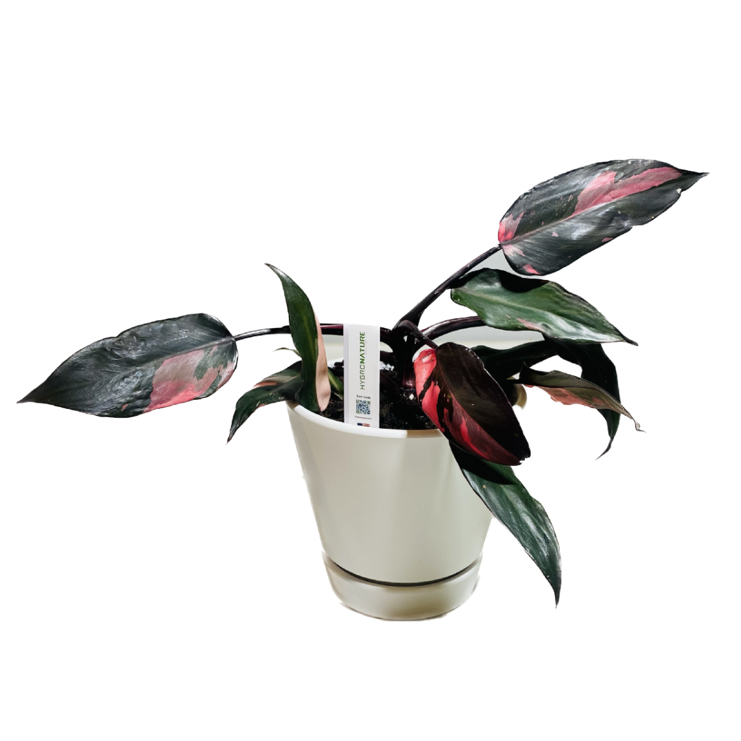 Limited Edition - Philodendron pink princess high variegation + planter + potting mix