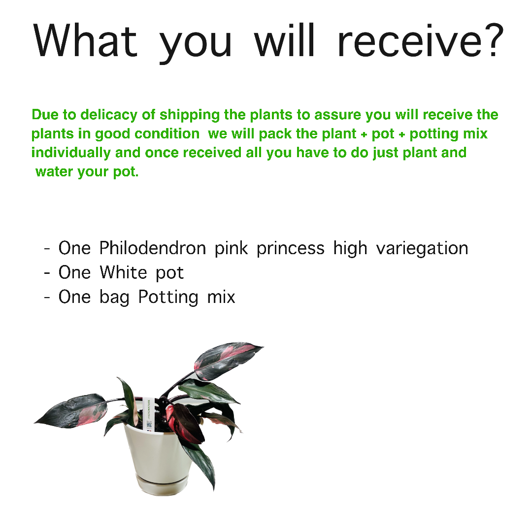 Limited Edition - Philodendron pink princess high variegation + planter + potting mix