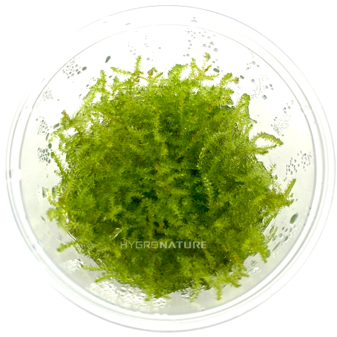 Moss - Vesicularia montagnei 'Christmas Moss' Tissue Culture