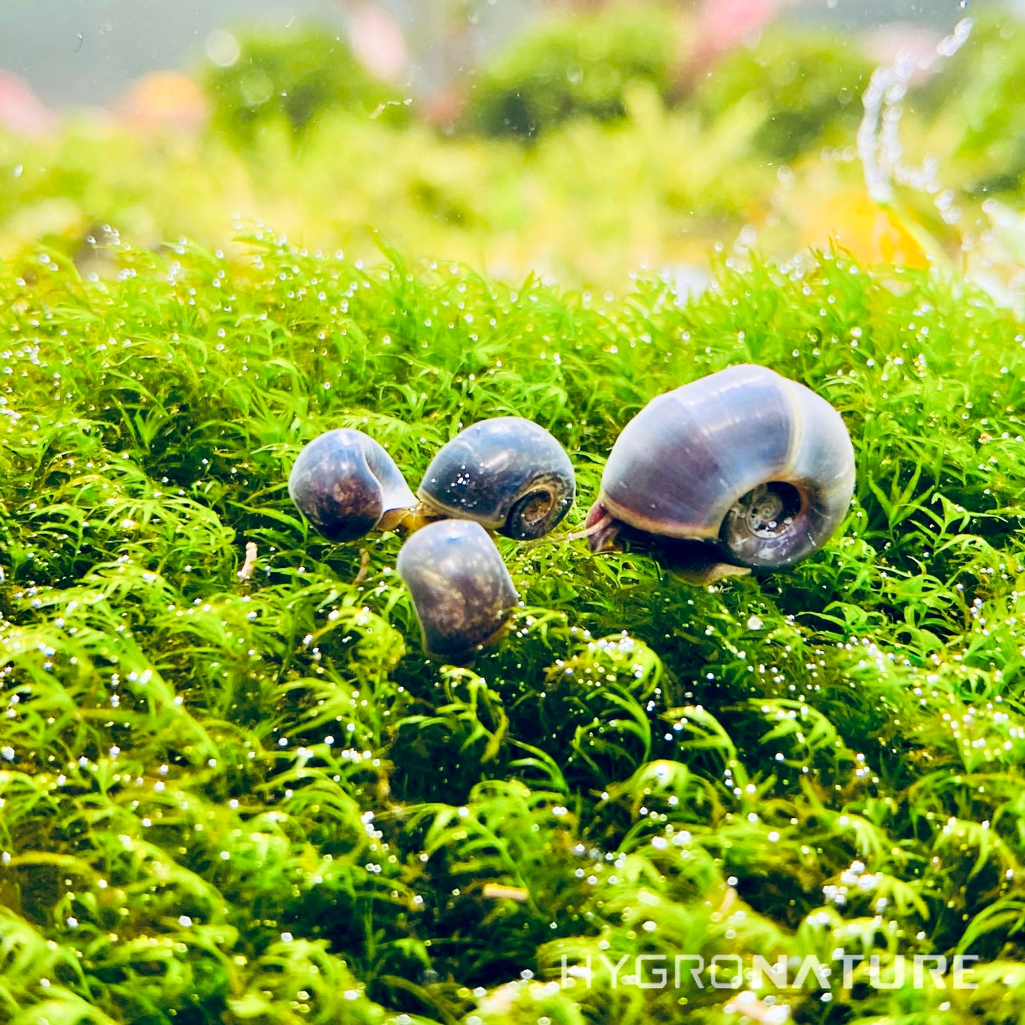 Live Blueberry Blue Ramshorn Snails Freshwater Live Aquatic Snails, Great Algae eaters Scavengers