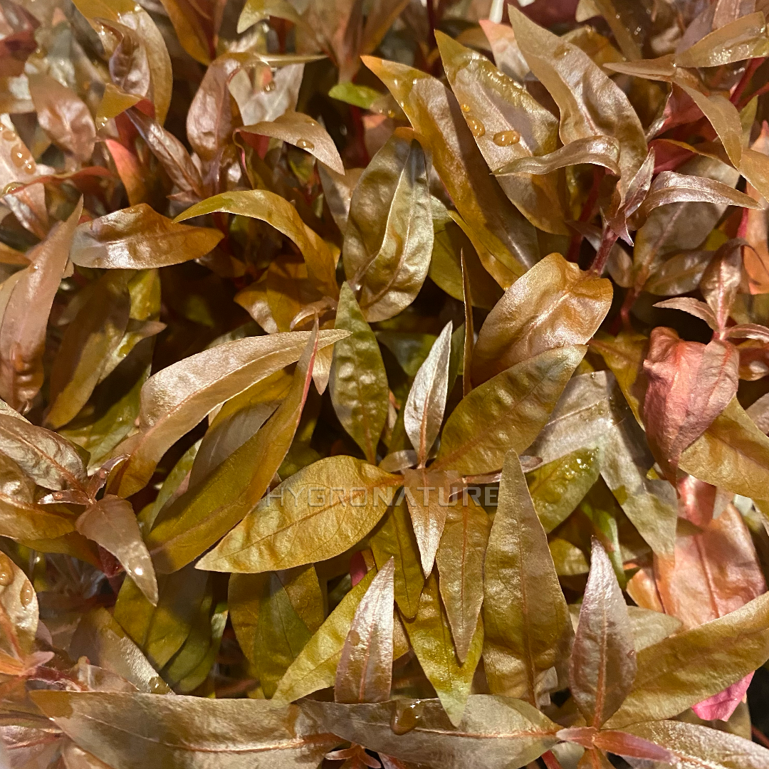 Alternanthera Reineckii mini Pot
