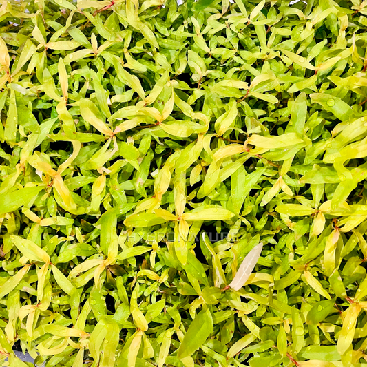 Ammannia pedicellata / Golden Nesaea Fresh Cut (SNAIL FREE)