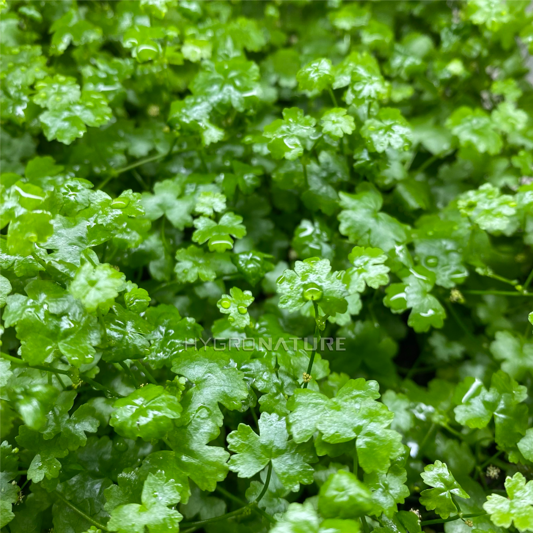 Hydrocotyle Tripartita Japan Pot