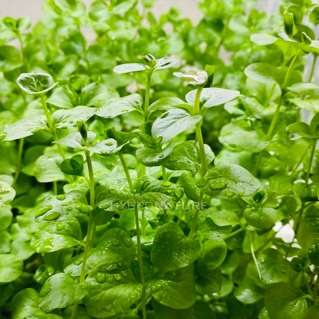 Lysimachia Nummularia / Creeping Jenny Pot