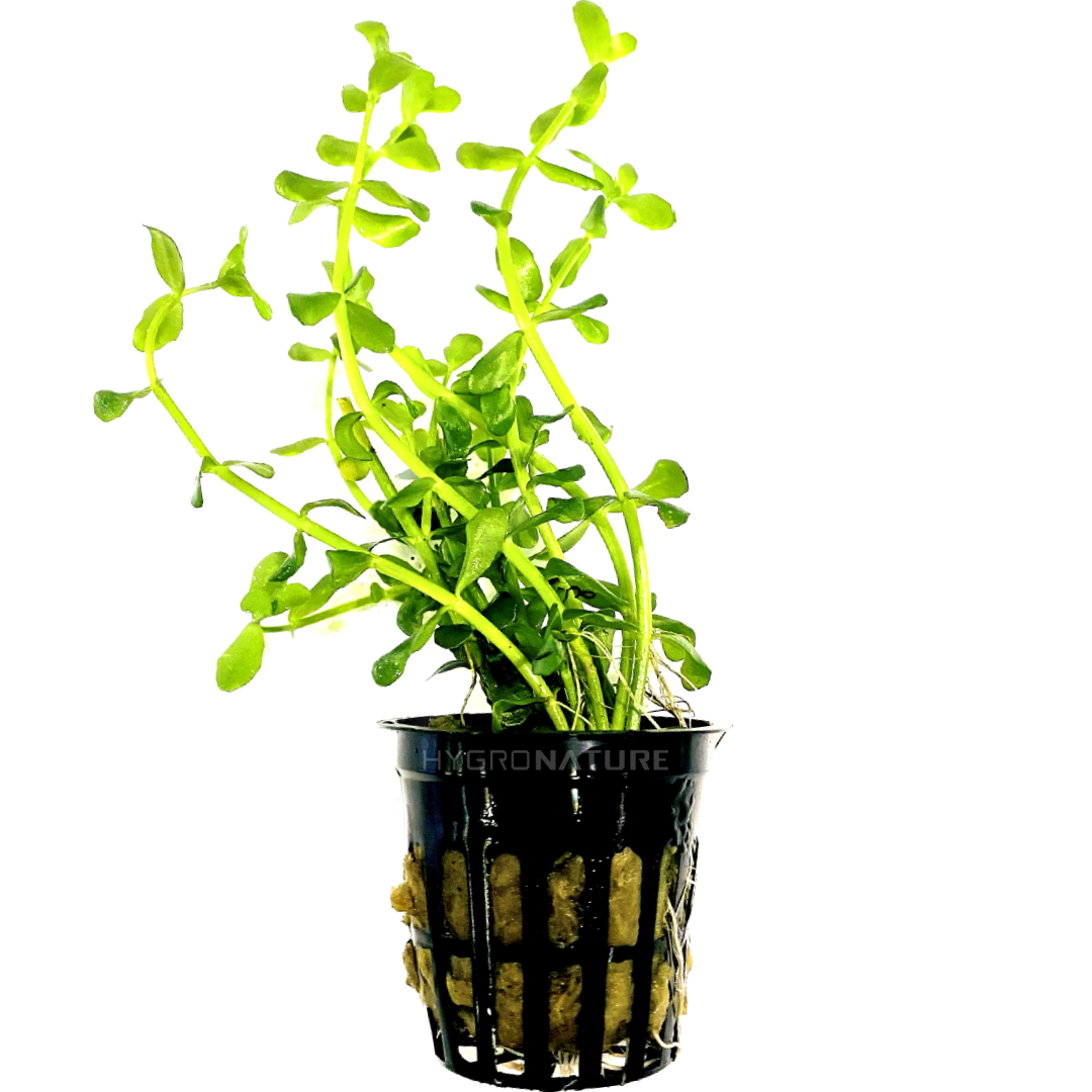Bacopa Monnieri Pot
