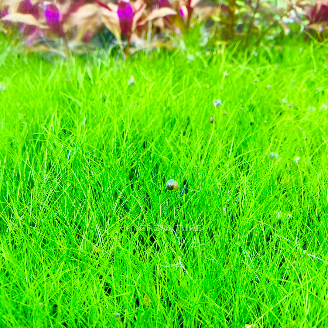 Dwarf Hairgrass Pot