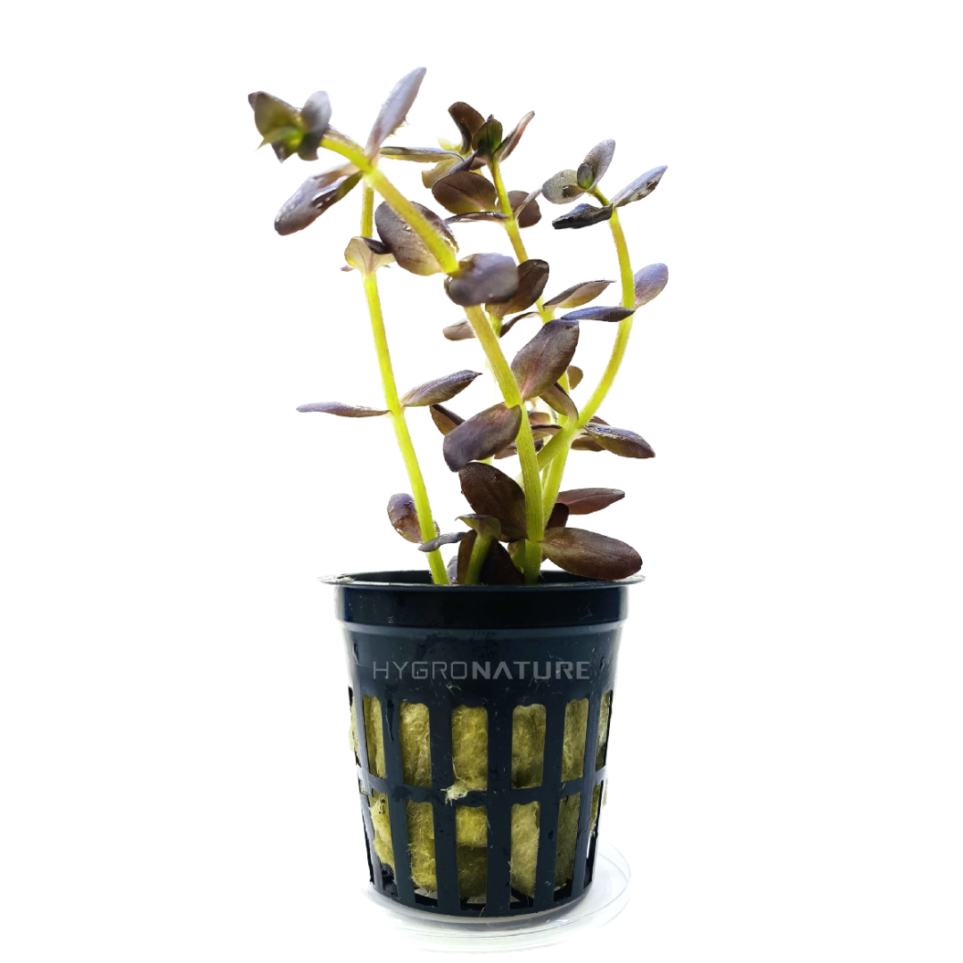 Bacopa Salzmannii Deep Purple / SG Variant Pot