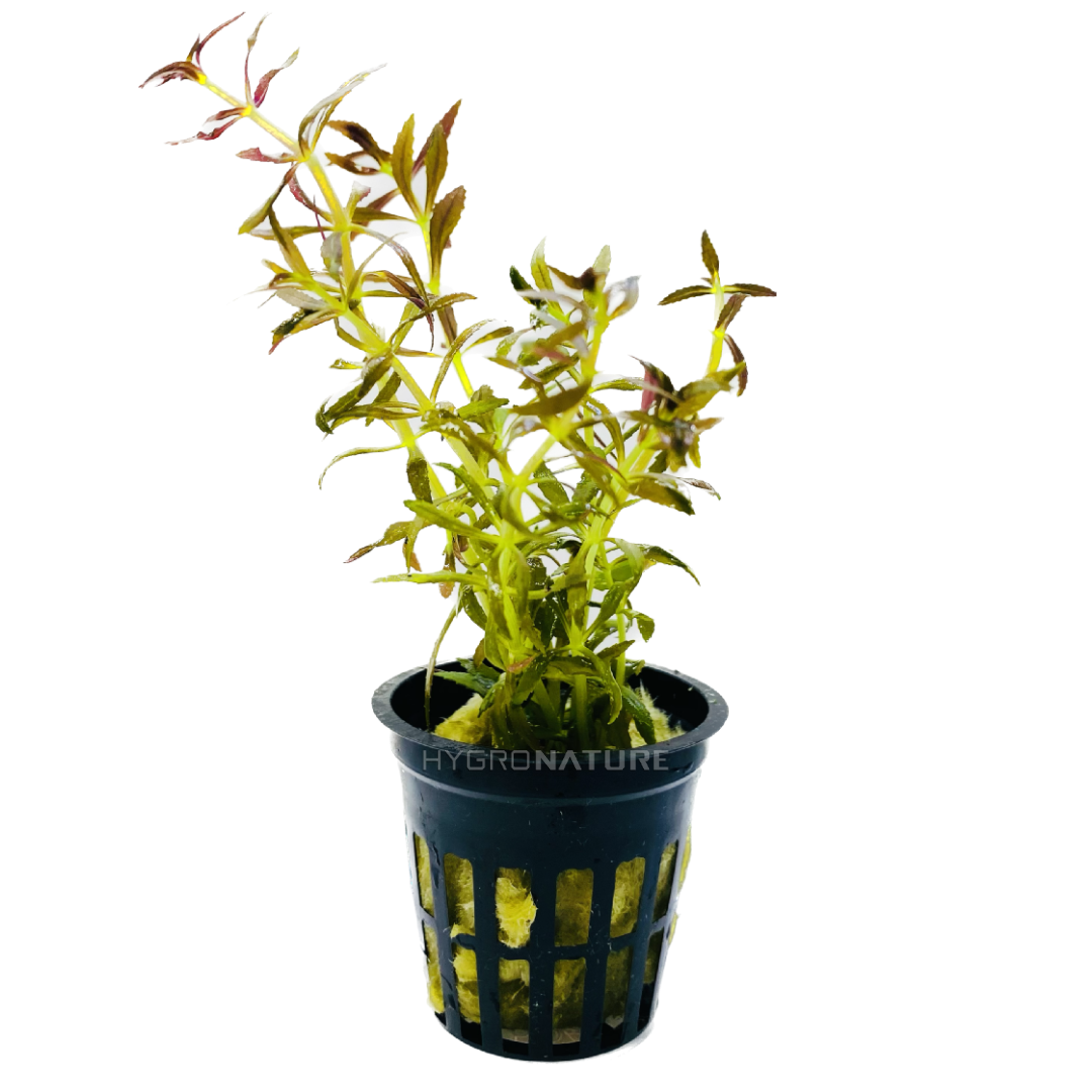 Limnophila Hippuridoides Pot