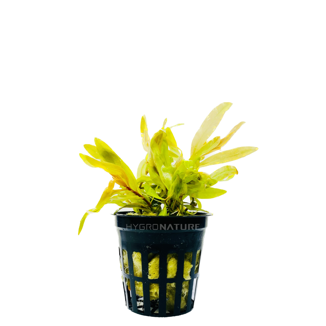 Ammannia pedicellata / Golden Nesaea Pot