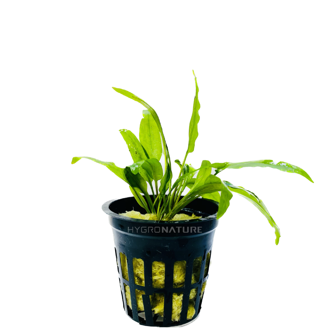 Cryptocoryne Green Gecko Pot