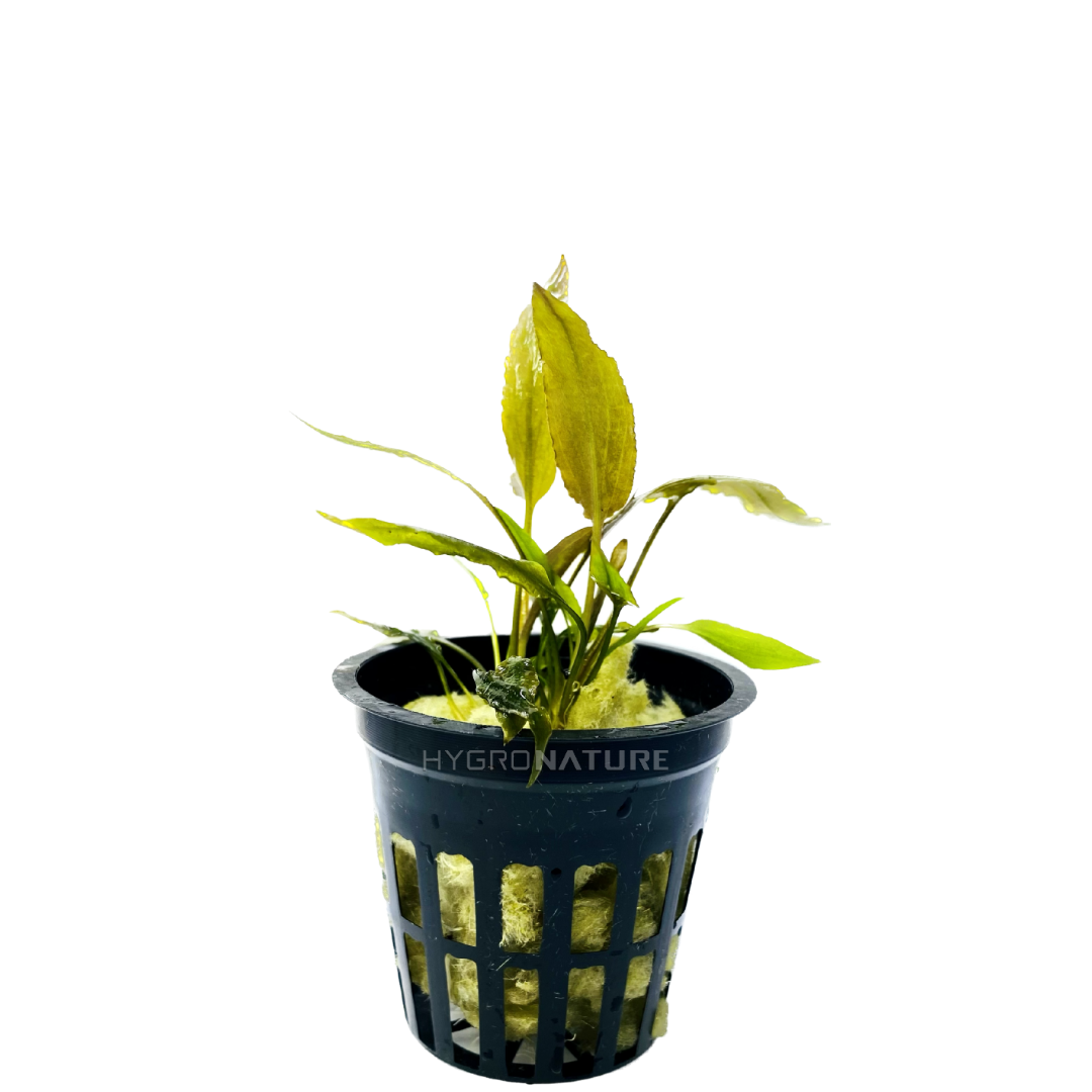 Cryptocryne Wendtti Broadleaf Pot