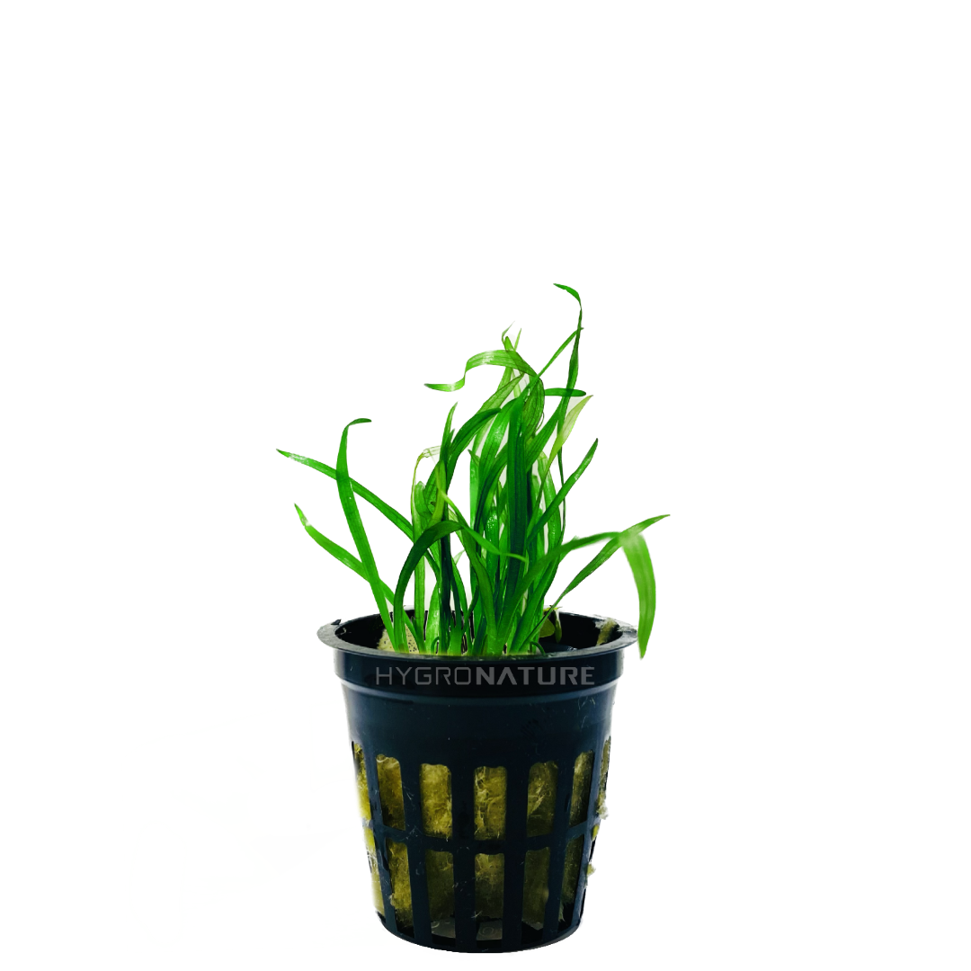 Sagittaria subulata AKA Dwarf Sag Pot