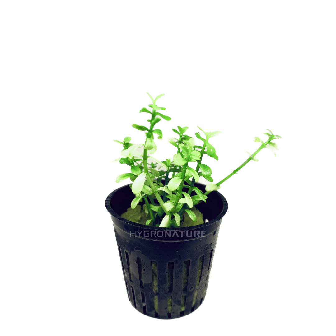 Bacopa Platinum Pot