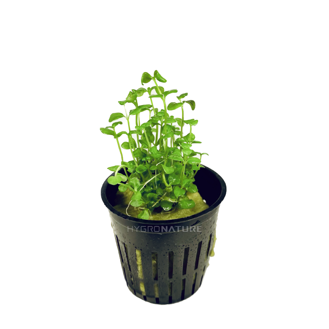 planting creeping jenny in pots Lysimachia Nummularia / Creeping Jenny Pot – HYGRONATURE