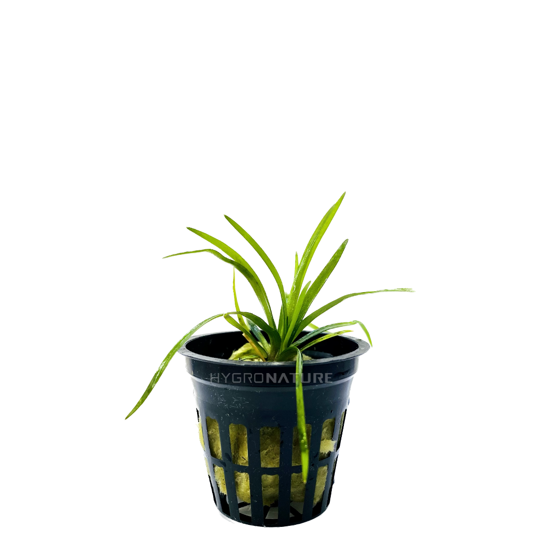 Eriocaulon Vietnam Pot