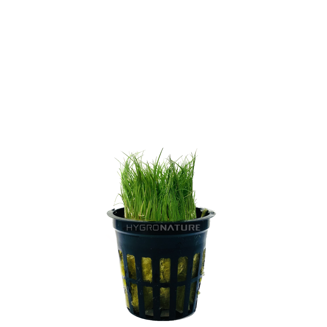 Dwarf Hairgrass Pot