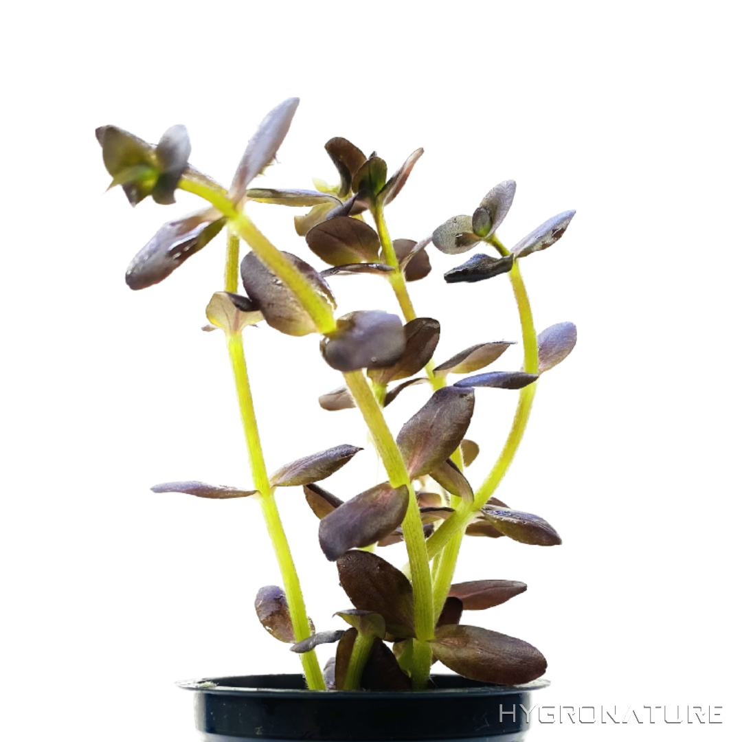 Bacopa Salzmannii Deep Purple / SG Variant Pot