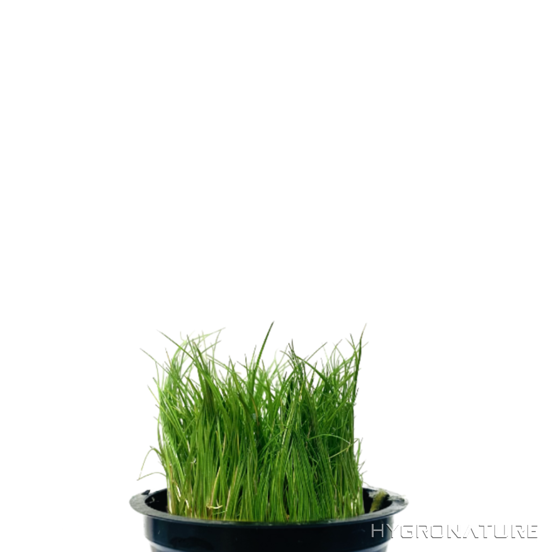 Dwarf Hairgrass Pot