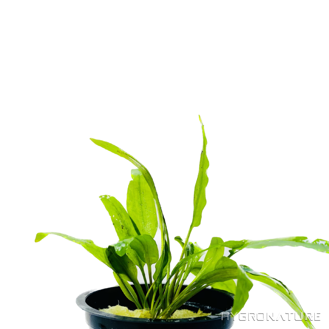 Cryptocoryne Green Gecko Pot