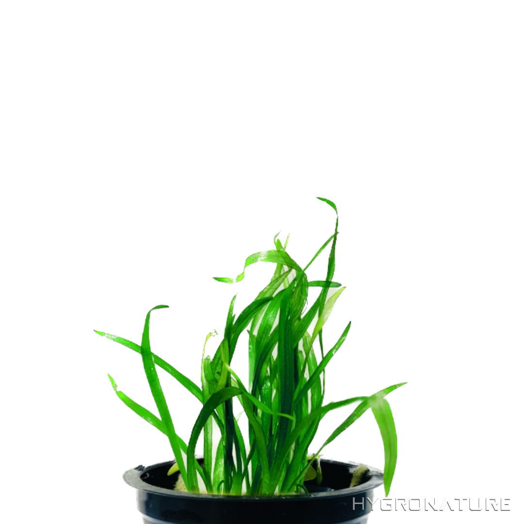 Sagittaria subulata AKA Dwarf Sag Pot