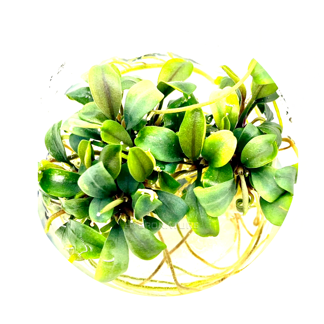 Bucephalandra Red Phantom Tissue Culture