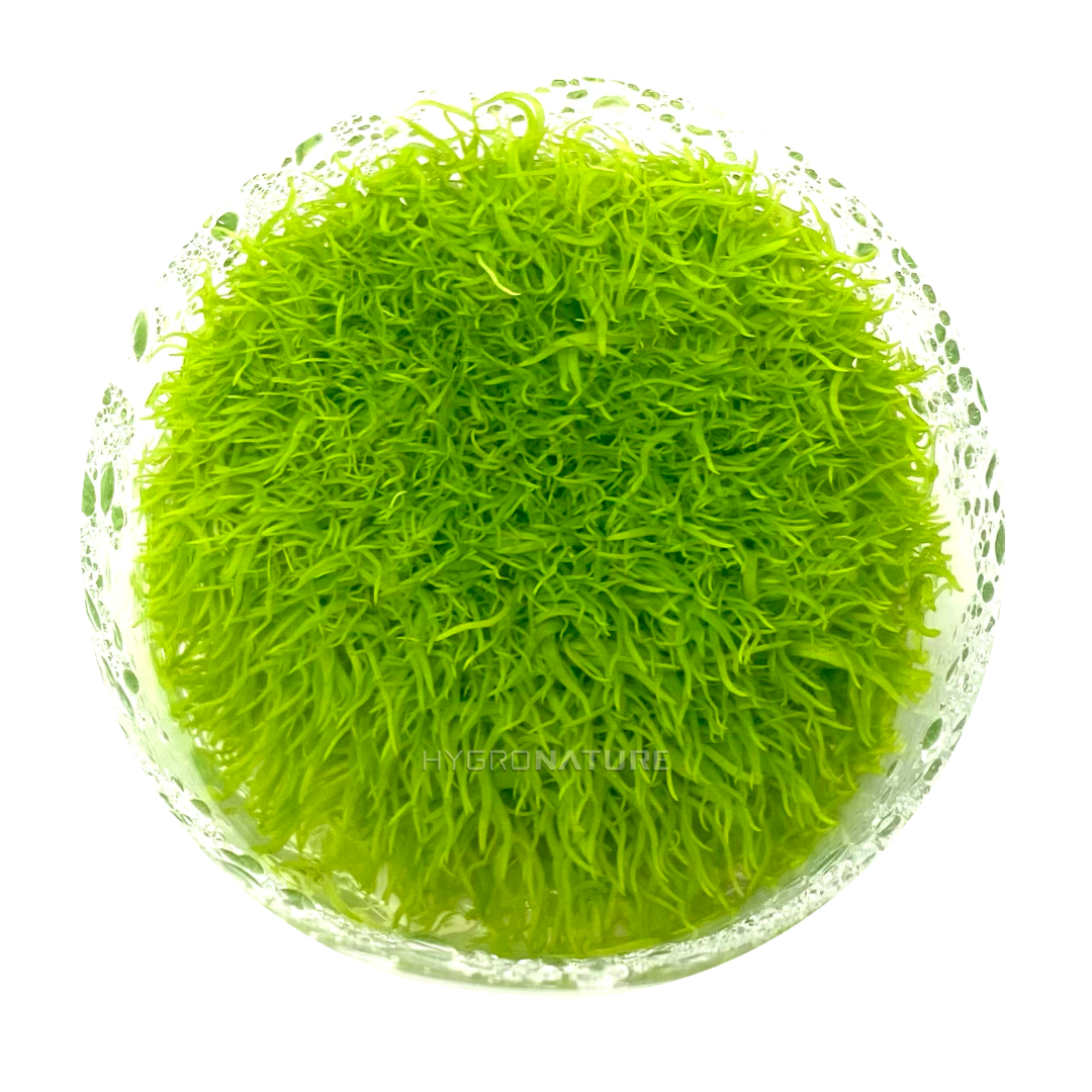 Utricularia Graminifolia Tissue Culture