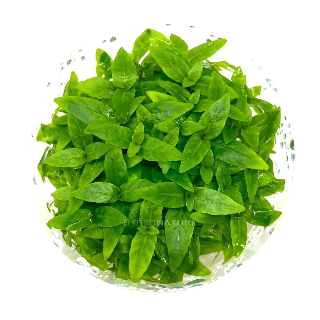 Staurogyne Repens Tissue Culture