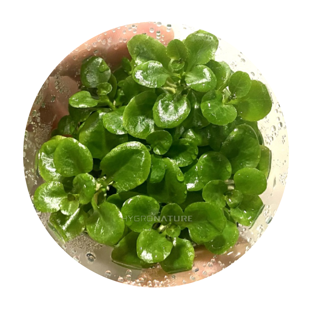 Lobelia Cardinalis mini Tissue Culture