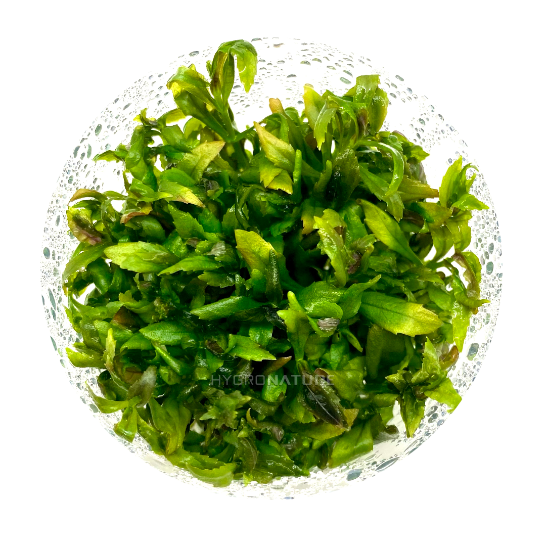 Limnophila Hippuridoides Tissue Culture