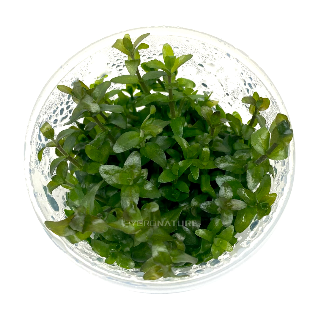 Bacopa Caroliniana Tissue Culture