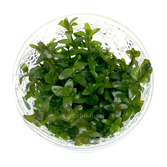 Bacopa Caroliniana Tissue Culture