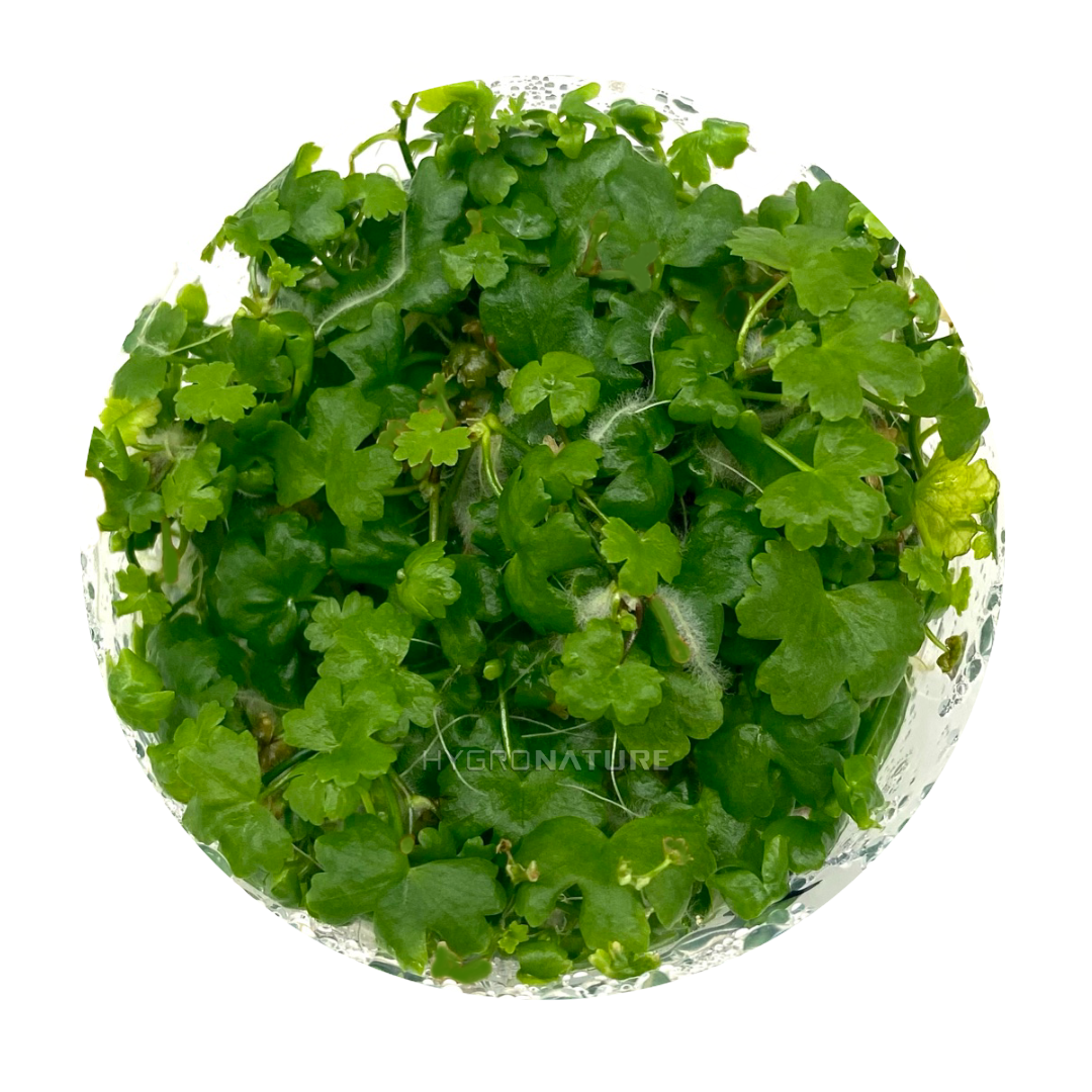 Hydrocotyle Tripartita Japan Tissue Culture