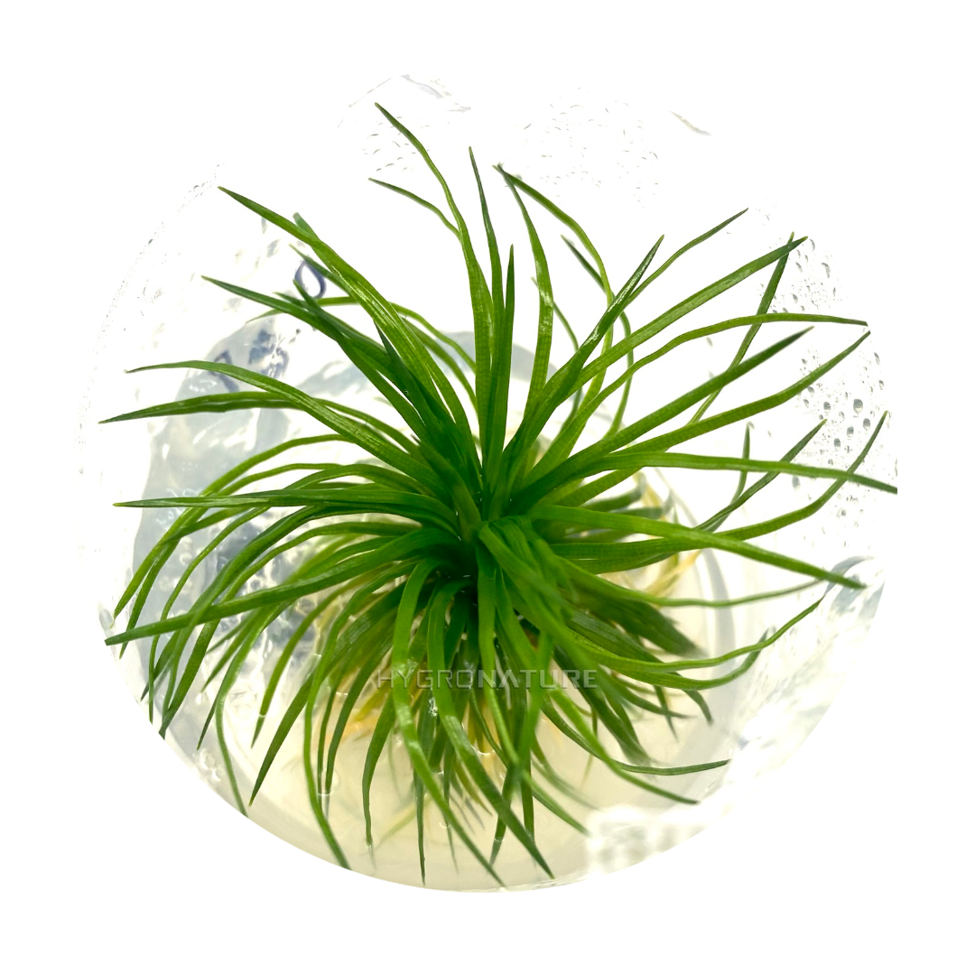 Eriocaulon Vietnam Tissue Culture