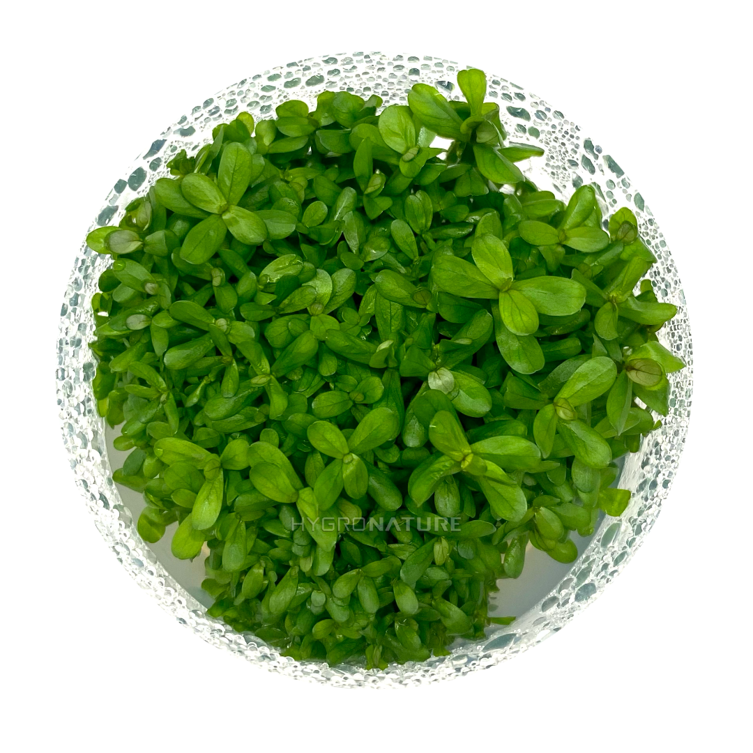 Rotala "BONSAI" Tissue Culture