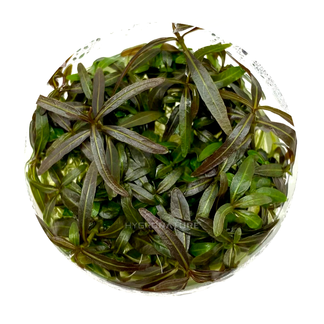 Hygrophila Lancea 'Araguaia' Tissue Culture