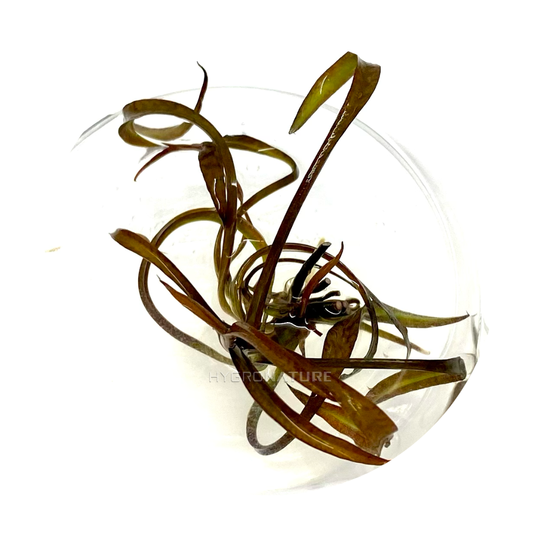 Cryptocoryne Spiralis Red Tiger Tissue Culture