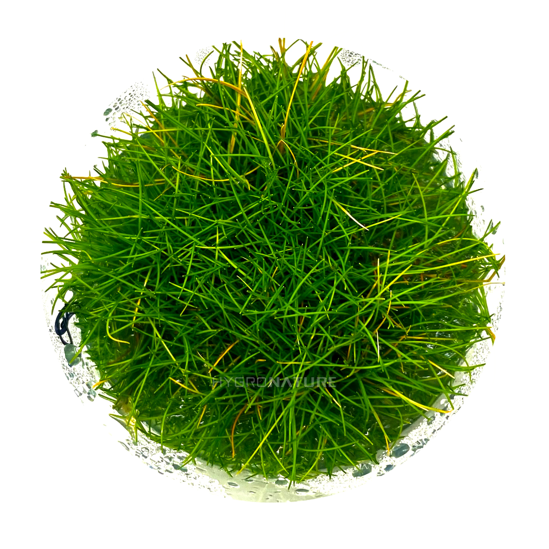 Eleocharis Pusilla Hairgrass Tissue Culture